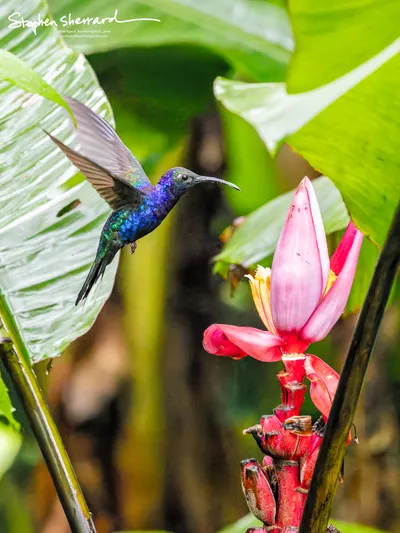 Hummingbirds of Costa Rica